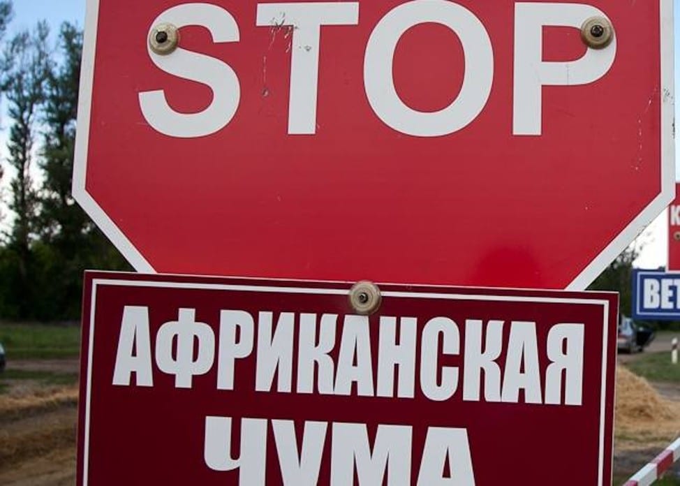 Африканская чума свиней